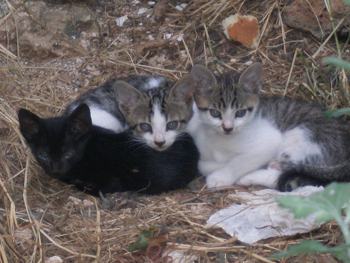 τα τρια γατακια στο σπιτι μας [ Μαχαιρα Ακαρνανιας ]