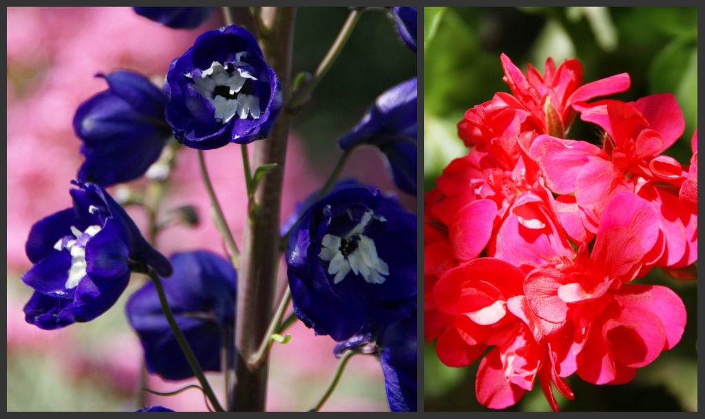 A peaceful day On geraniums and delphiniums