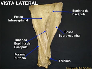 BOVINOS: OSTEOLOGIA