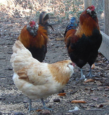 Ameraucanas Araucanas Or Easter Eggers Backyard Chickens Learn How To Raise