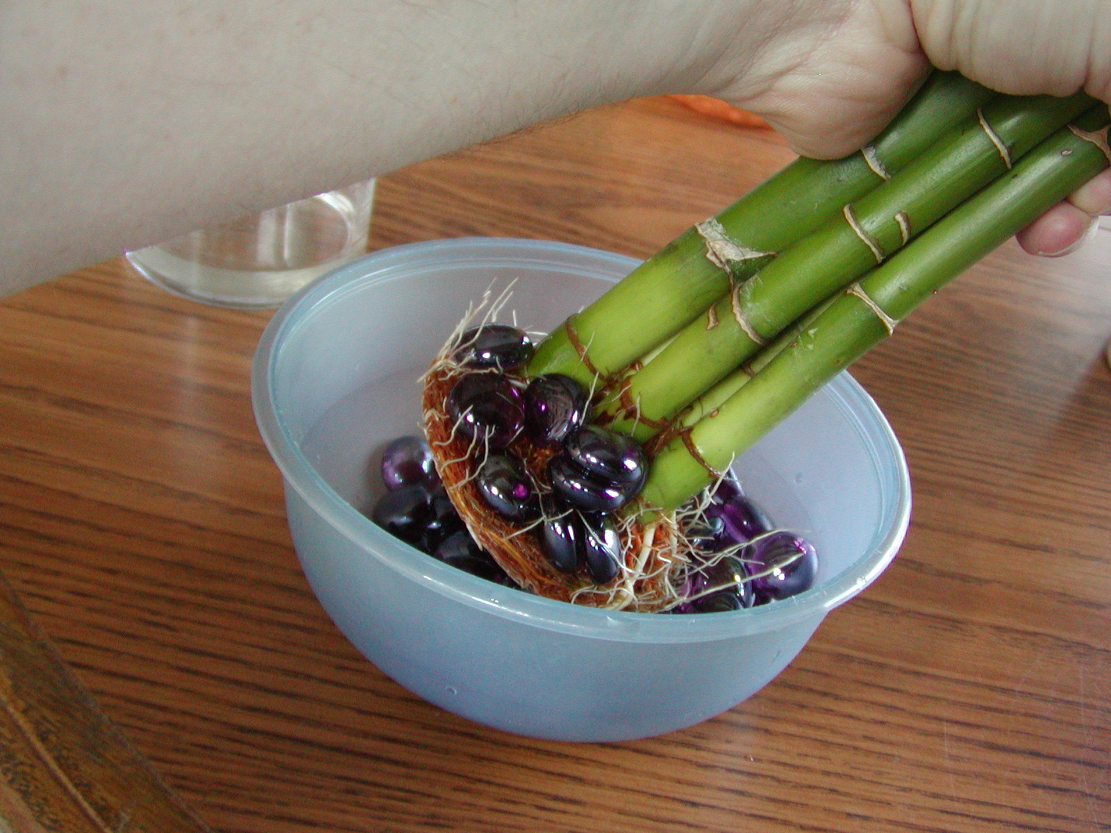 Houseplant Care Guides Lucky Bamboo 101