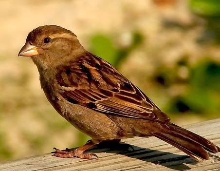 [pardal+Fla+Barbieri.jpg]