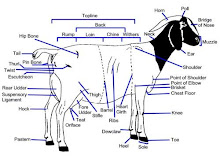 Anatomi Kambing Boer