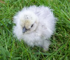 fluffy chick