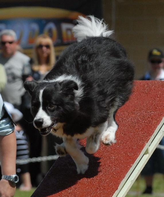 [ravenroyal0701.jpg]