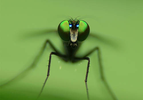 Mosquito by nick kulas Macro Photography