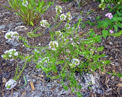 My Florida Backyard: April 2010