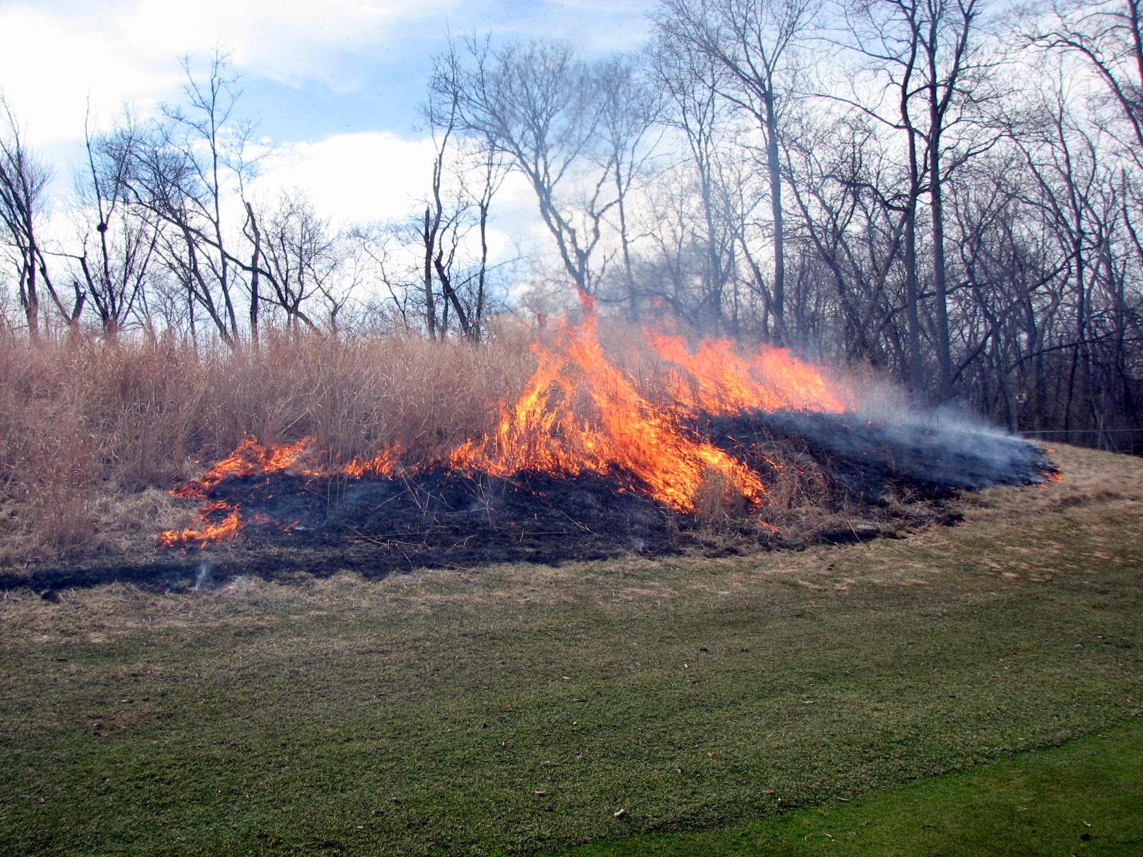 Skokie Country Club Golf Course Management Native Grass / Naturalized