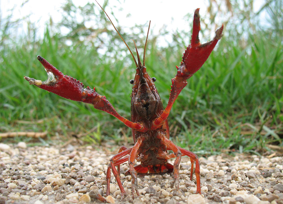 [crayfish7786.jpg]