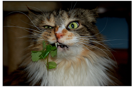 look at the cats face! its pricless!