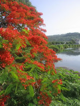 BARACOA NATURE