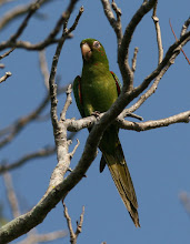 Birds Watching  in Cayo Guillermo Cuba