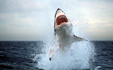 Super Great White Shark!