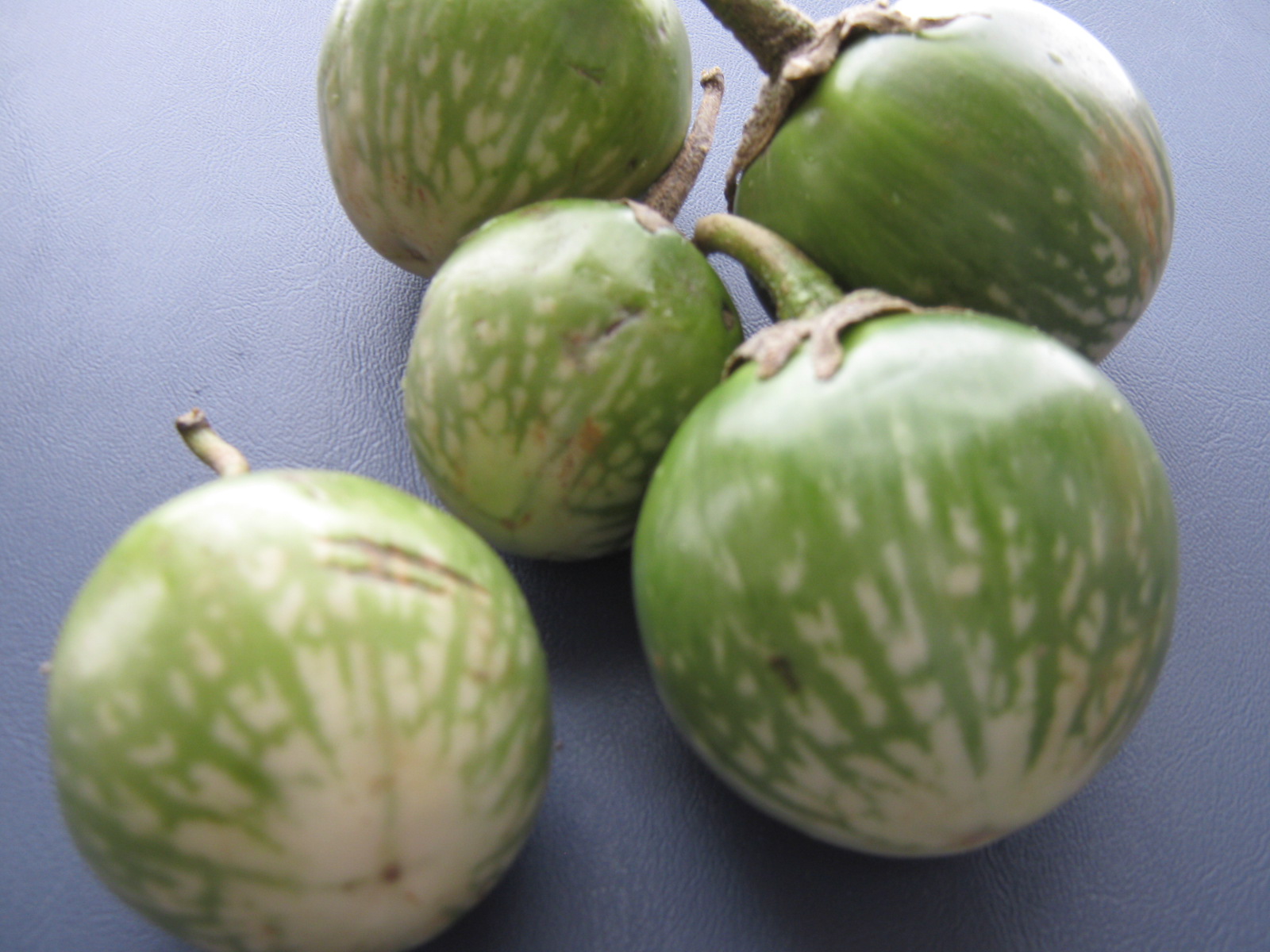 Picturing the Pigbelt Thai Eggplant