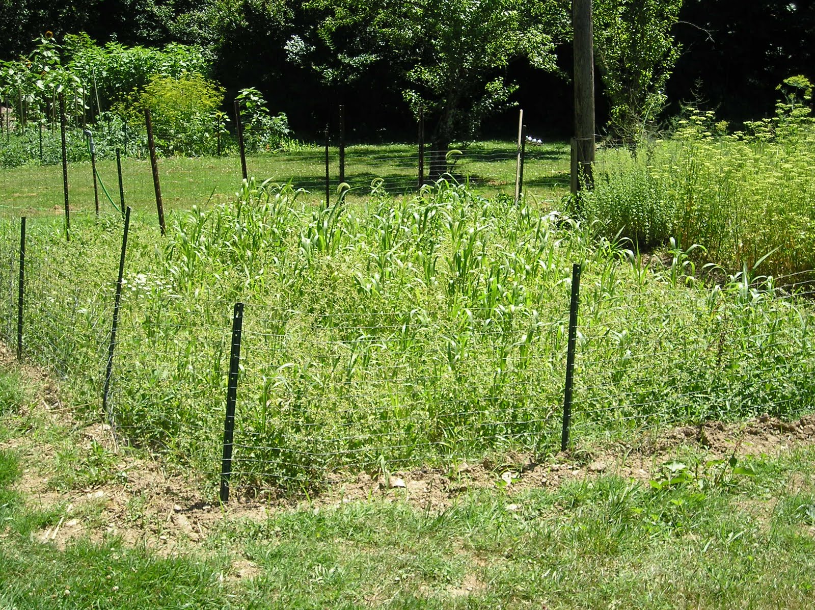 Franklin County (PA) Gardeners: My Fallow Field