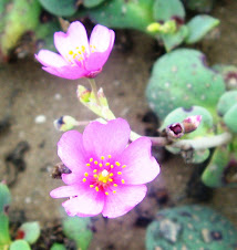 Calandrinia