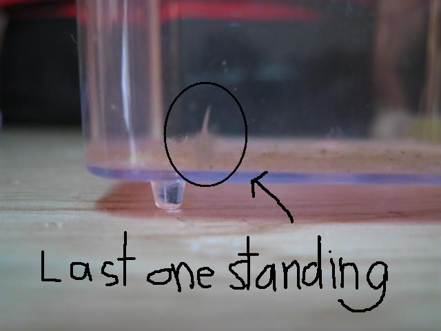 sea monkey eat sea monkey eat