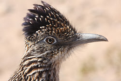 roadrunner greater phainopepla roadrunners facts desert predators fables coyotes