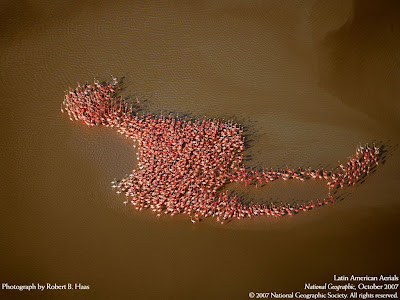 Flamands roses