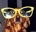 Chien lunettes