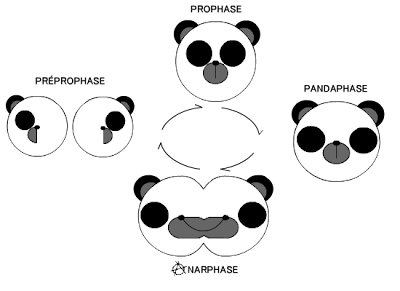 Mitose panda