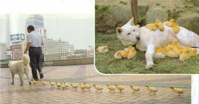 Chien poussins