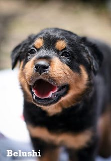 Baby Rottweilers For Free Baby Rottweilers For Sale Pets: Baby Rottweilers need Homes.