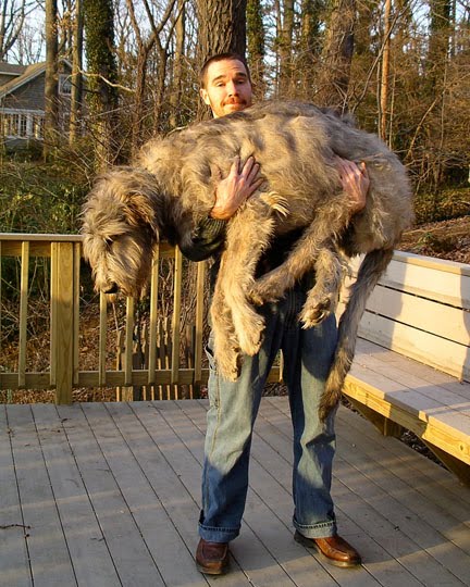 jtdogbig.jpg