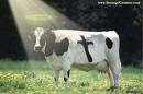 vaca sagrada