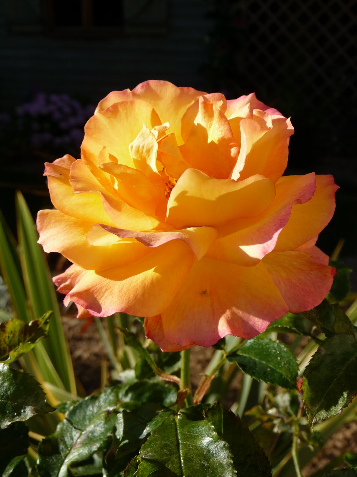 Ma Terre De Bruyere Petit Tour De Jardin