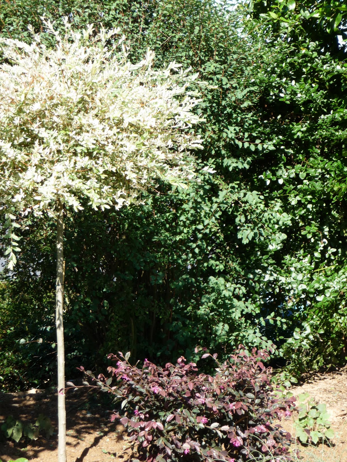 Ker Asie Un Jardin Du Morbihan