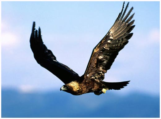 [golden_eagle.jpg]
