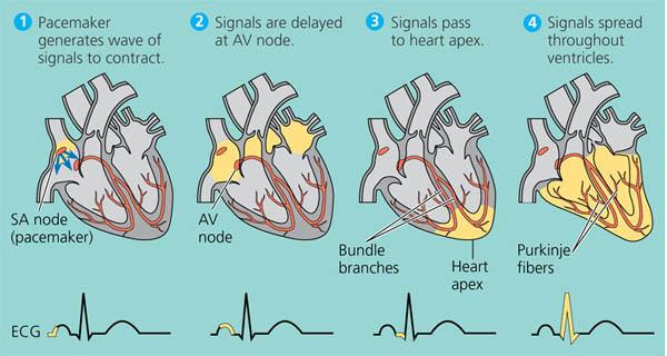 Heart: function and structure - Access Revision