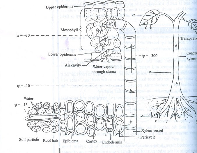 Rozaini Othman (Guru Cemerlang Biologi): Movement of water from soil to