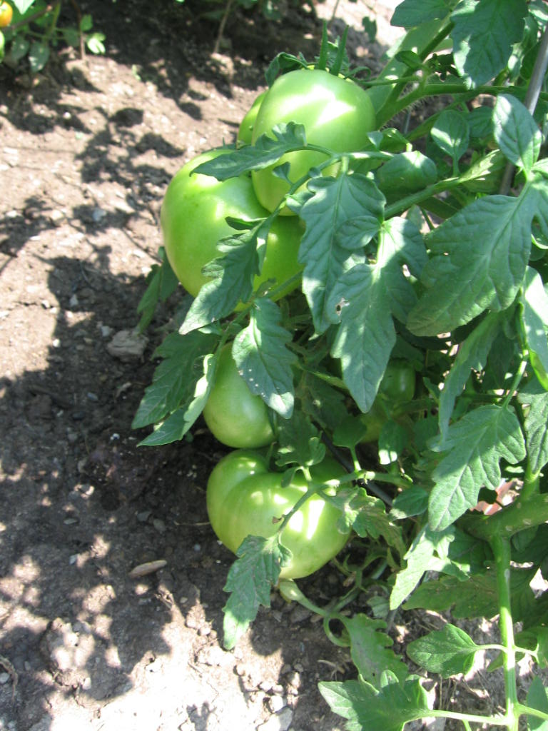 Open-Line Garden Show : Tomato Garden 2010