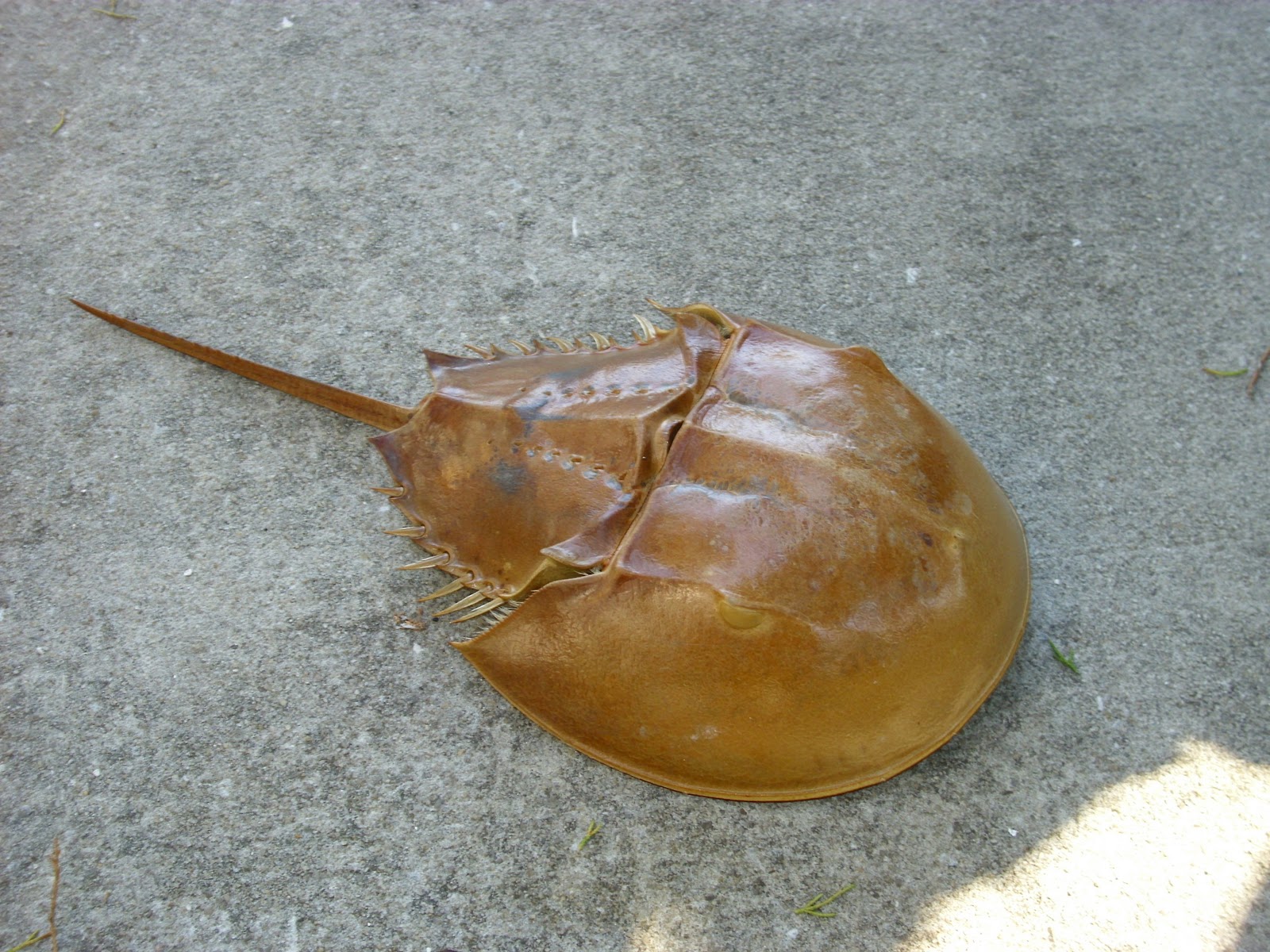to Florida Horseshoe Crab and more