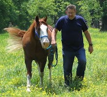 Duke -- Missouri Foxtrotter