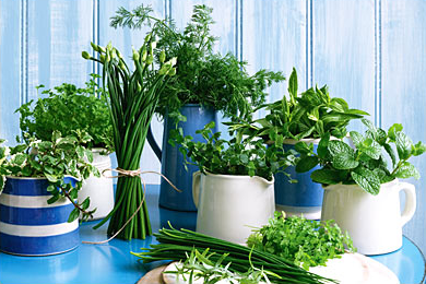 Home Garden Plans 2014: June 2010