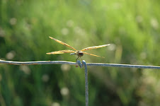 I AM ABUNDANT IN ALL AREAS...I AM ABUNDANT IN ALL AREAS...I AM ABUNDANT IN ALL AREAS