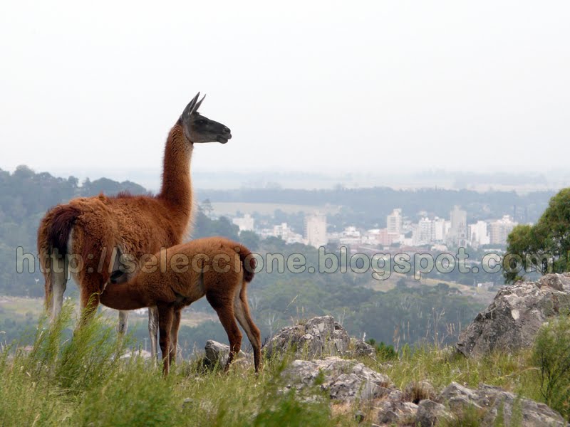 [Tandil.jpg]