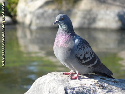 Columba livia