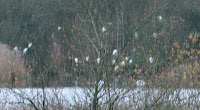 Little Egrets