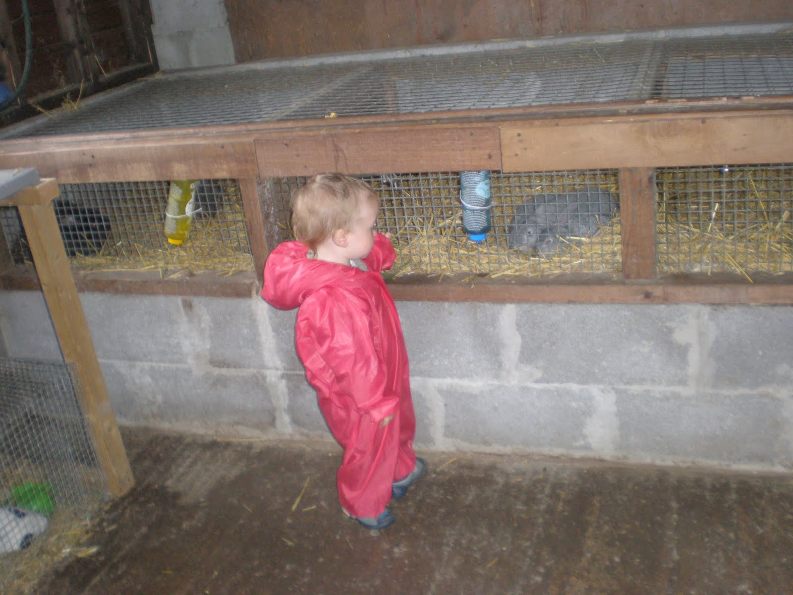 Di's Clan RABBIT FARM. LLANYSTUMDWY CRICCIETH. 2ND AUG 2010