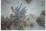 Coral tubular
