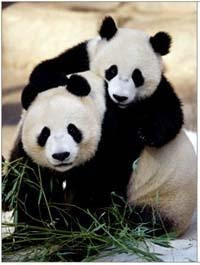 animales en via de extincion: oso panda
