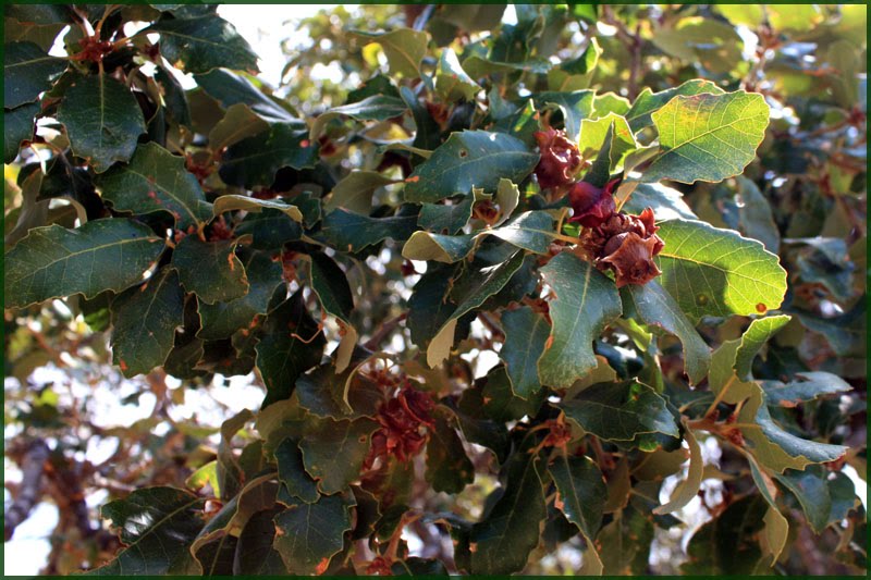 [Quercus+alpestris+02.jpg]