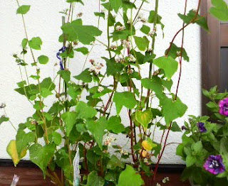 そばの花は、155日目を迎えました