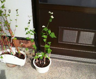 そばの花は、42日目を迎えました
