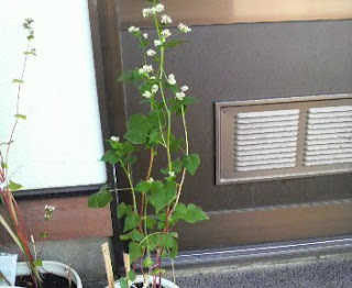 そばの花は、46日目を迎えました