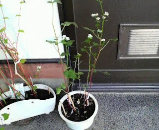 そばの花は、50日目を迎えました